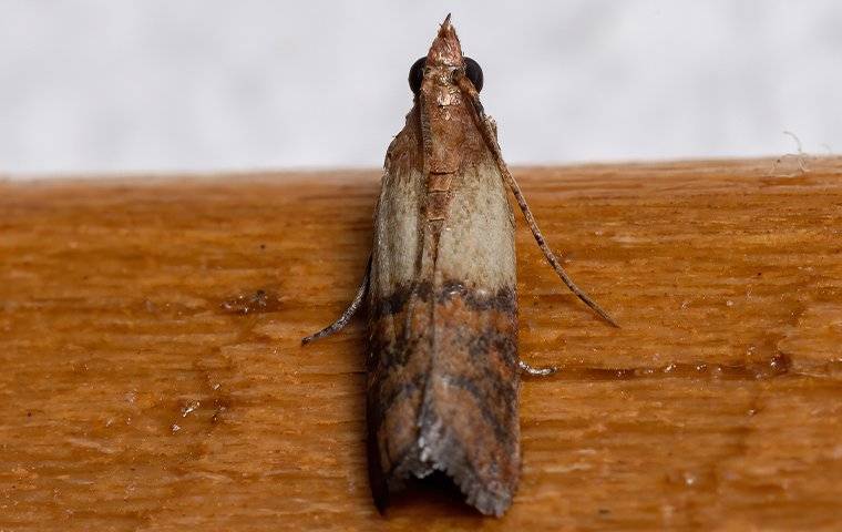 indian meal moth on wooden board