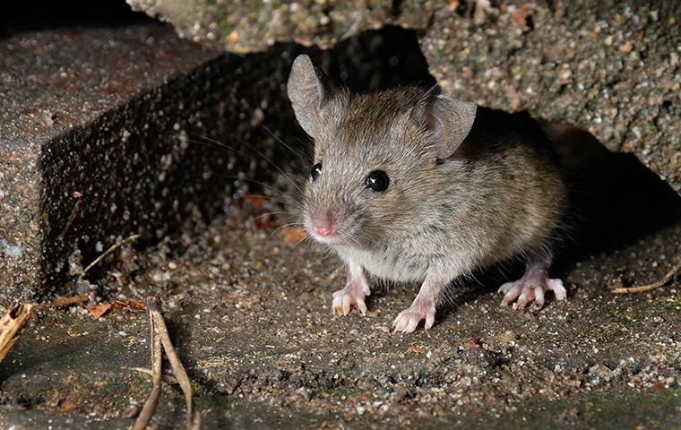 a little mouse hiding in a a basement