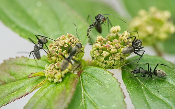 odorous house ants on a plant