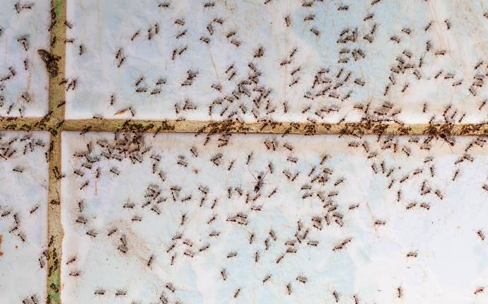 ants swarming on a kitchen floor