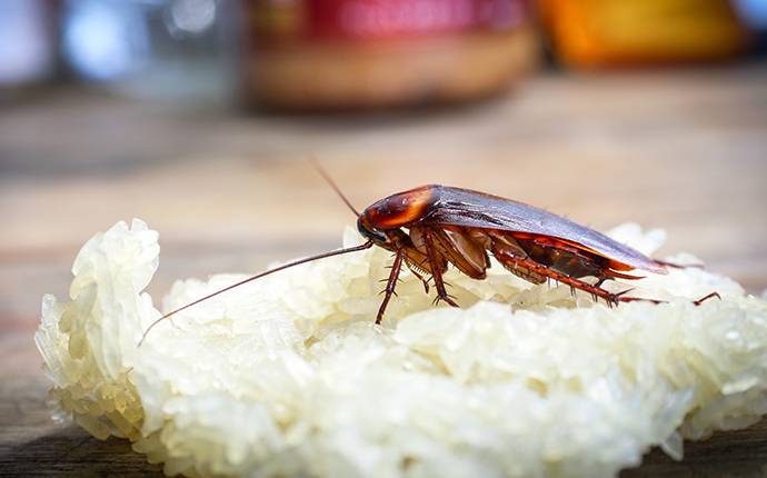 a cockroach on rice