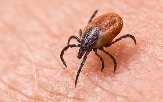 a tick crawling on a person