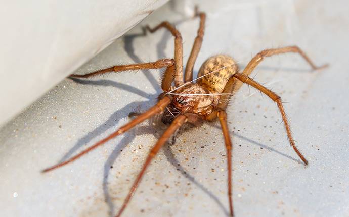 a spider in a house