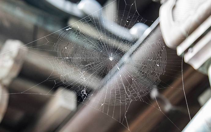 spider web on house seen during inspection