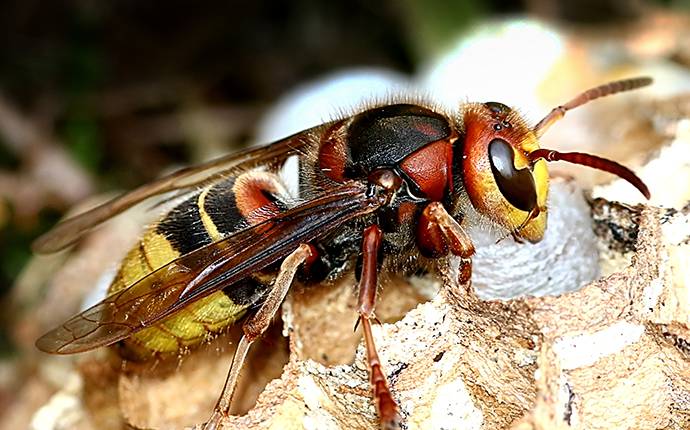 a hornet on a nest