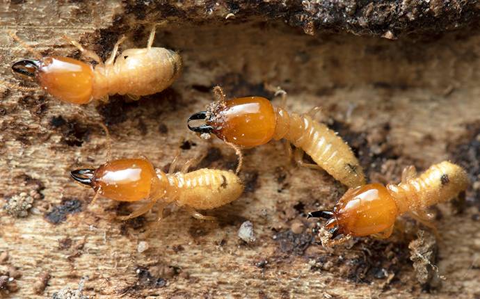 termites in a row