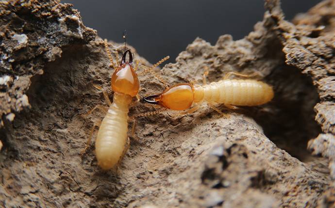termites on rotten wood