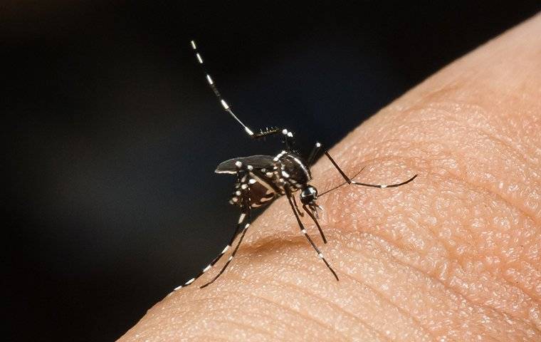 a tiny mosquito biting someones finger