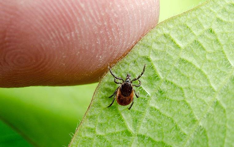 a tiny tick on a leaf