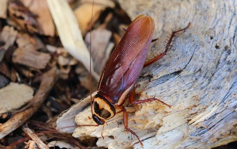cockroach on a log