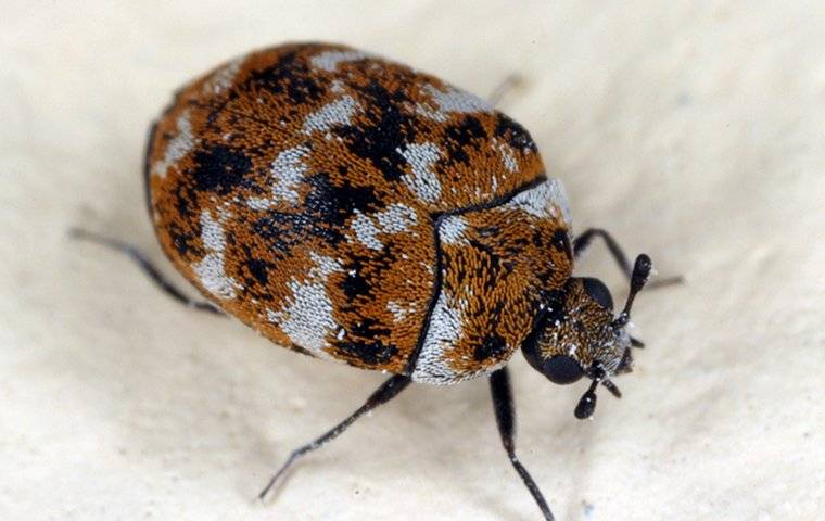 carpet beetle on a soft white fabric