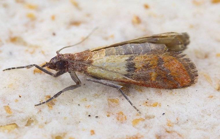 a meal moth up close