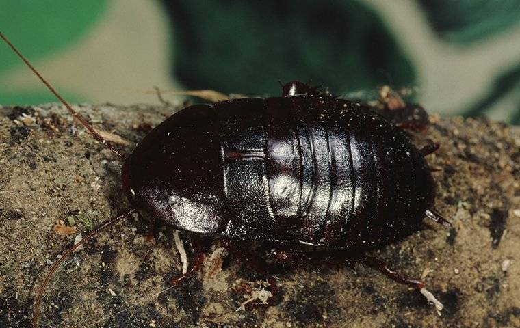 oriential cockroach on a rock