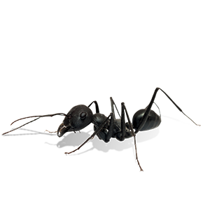 a black ant