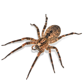 a spider
