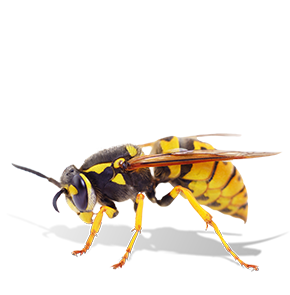 wasp