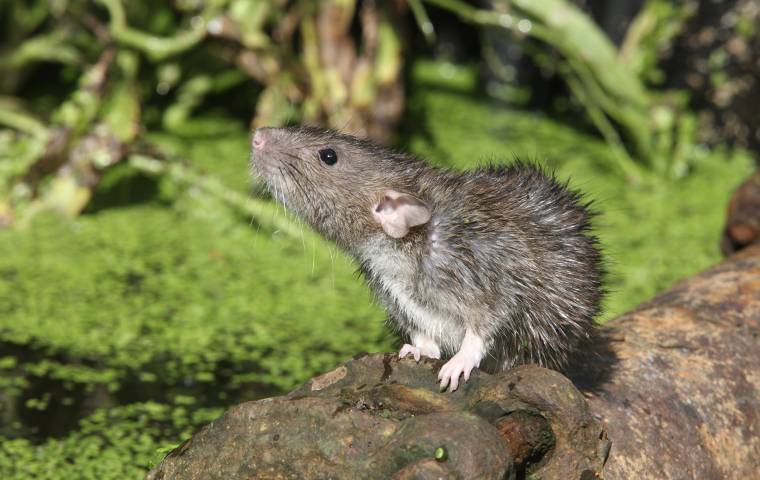 rat on drain pipe