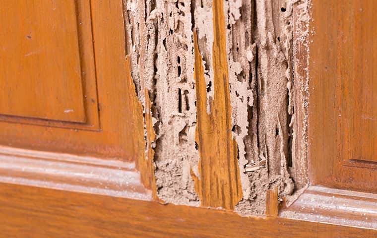 termite damage on a wooden door