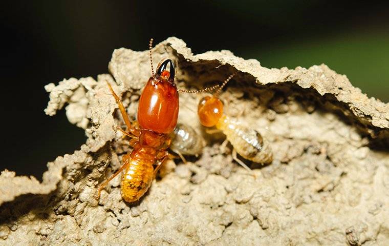 termites crawling in their nest