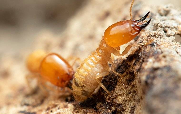 close up of two termites on wood