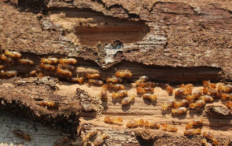 termites on chewed wood