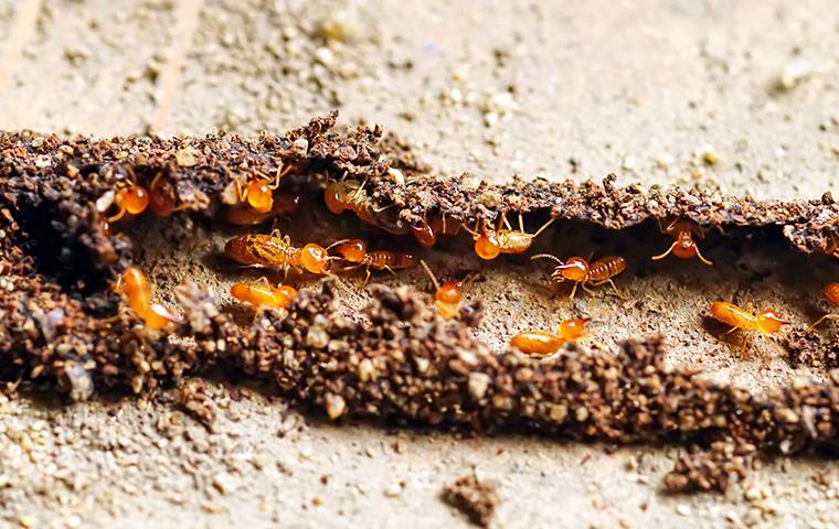 termites in a dirt tube