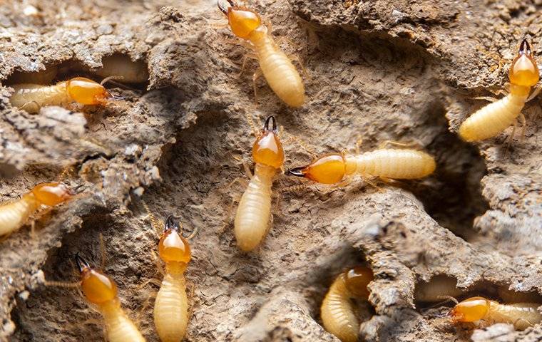 termites tunneling in wood