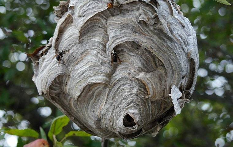 wasps on their nest that is in a tree