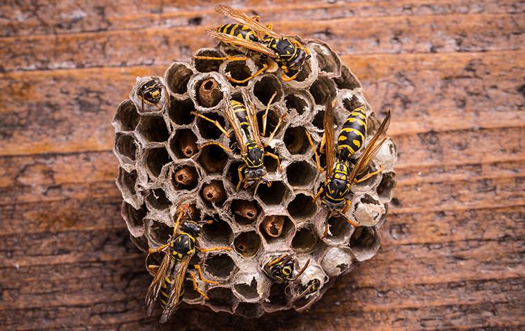 several wasps on a nest