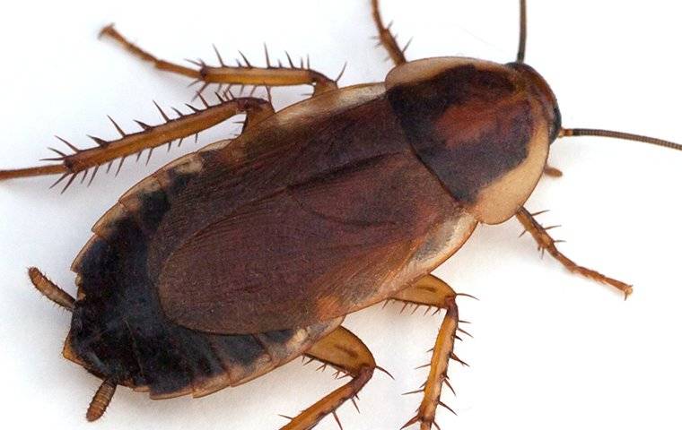 a wood cockroach in a kitchen