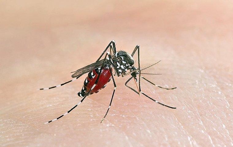 an asian tiger mosquito biting a persons hand