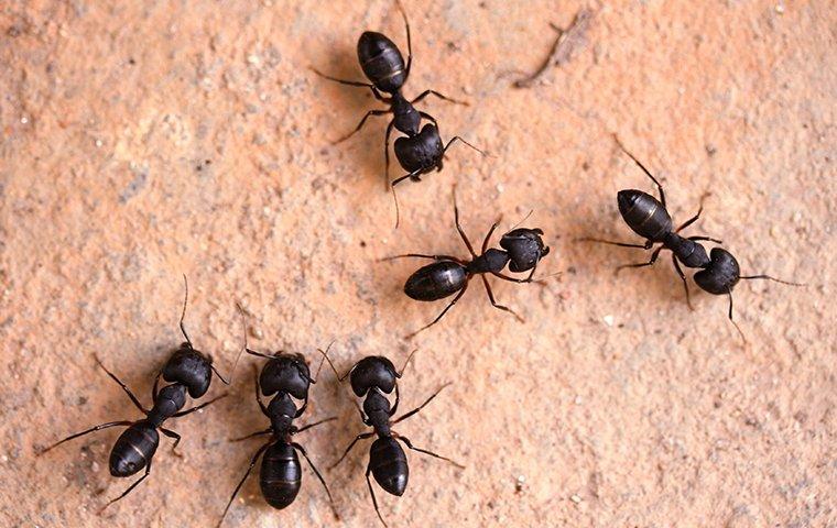 group of carpenter ants around home