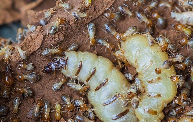 eastern subterranean termites damaging wood around home