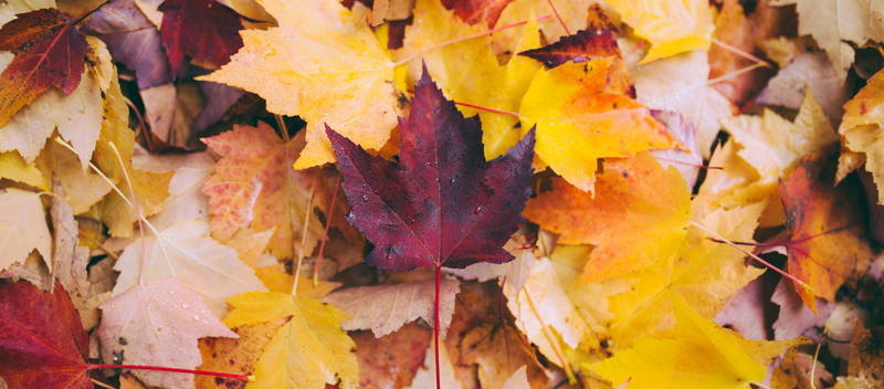 How To Maintain Your Home For Fall