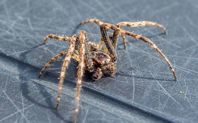 an american house spider crawling outside in the sun