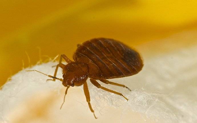 up close image of a bed bug on bedding