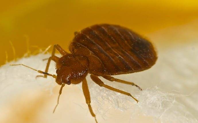 bed bug crawling on mattress