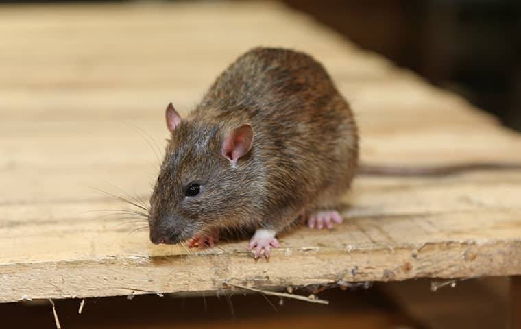 a rodent station outside a home for effective rodent control