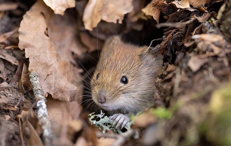 a vole hiding in a hole