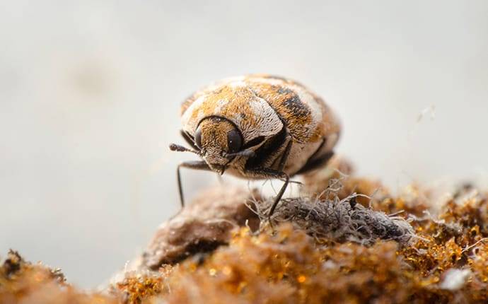 an adult carpet beetle