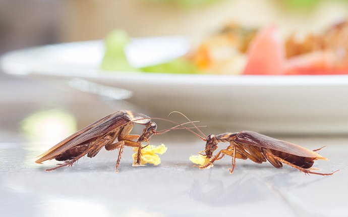 cockroaches on a counter in idaho falls