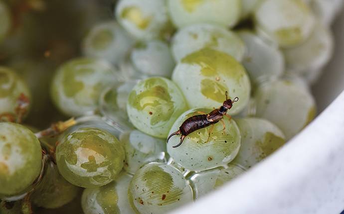 earwig in a bowl of grapes