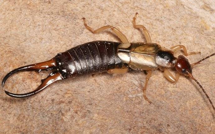 an earwig crawling on a tile