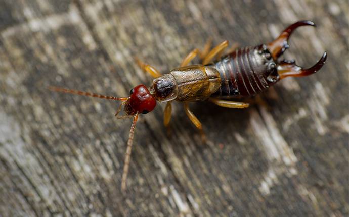 an earwig sitting on wood