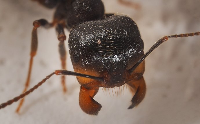 close up of an ant in idaho falls