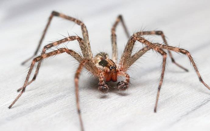 hobo spider web