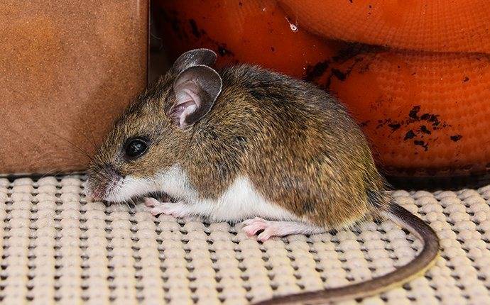 Blog - Five Tips To Keep Mice Out Of Your Chicago Home This Fall