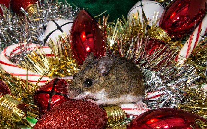 a mouse in christmas decor in idaho falls