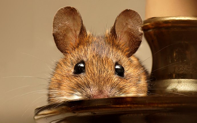 https://cdn.branchcms.com/m3qr5EPrvx-1622/images/blog/house-mouse-peeking-over-candle.jpg