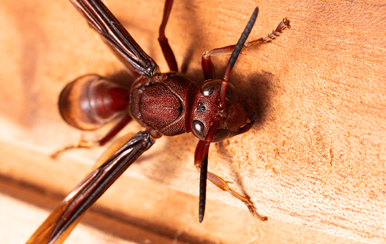 close up of red wasp
